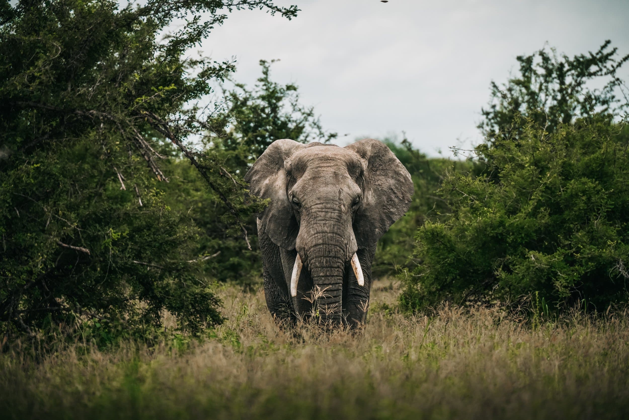 Elephant in East African bush