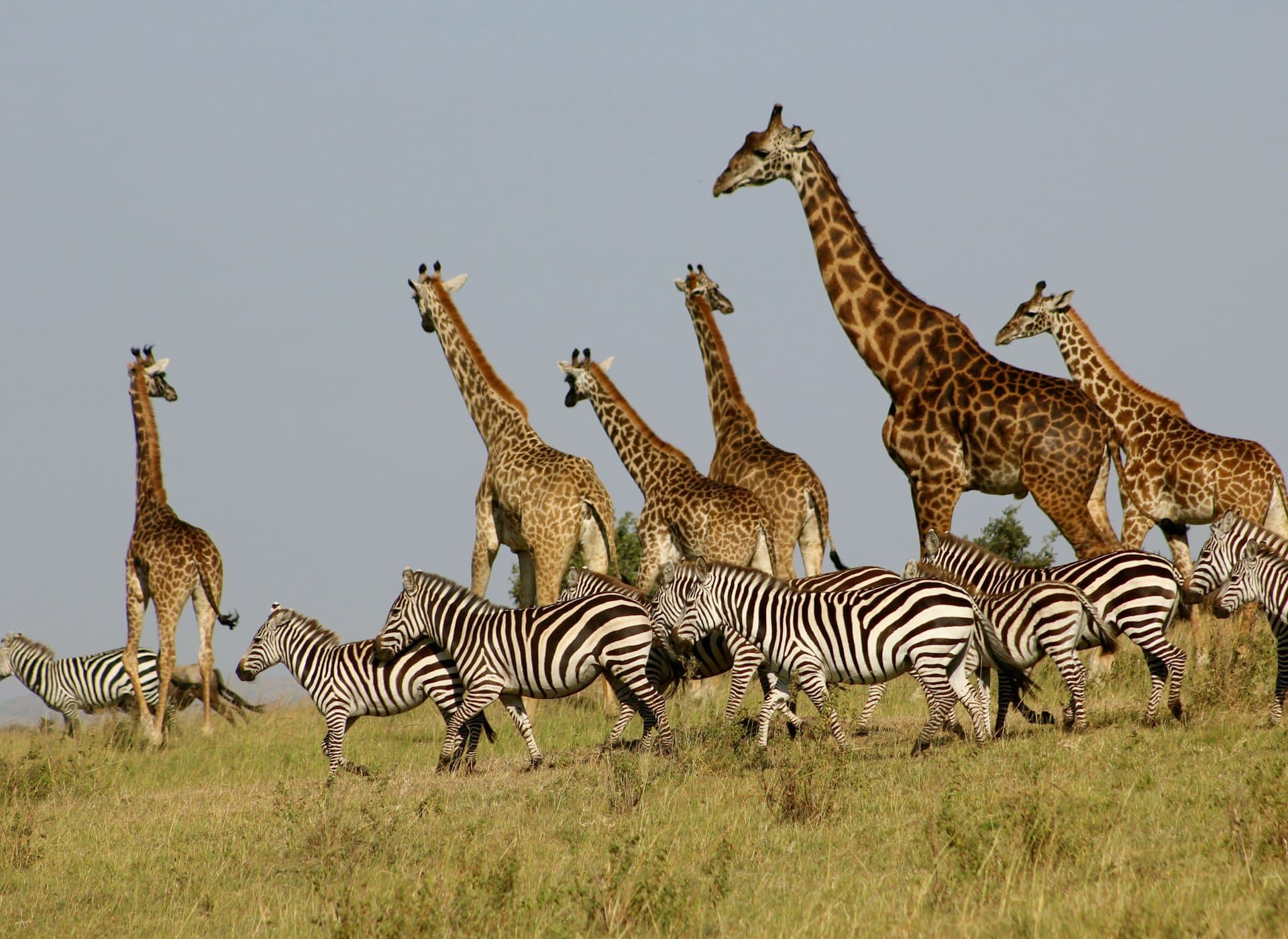 Giraffes and zebras in the savannah