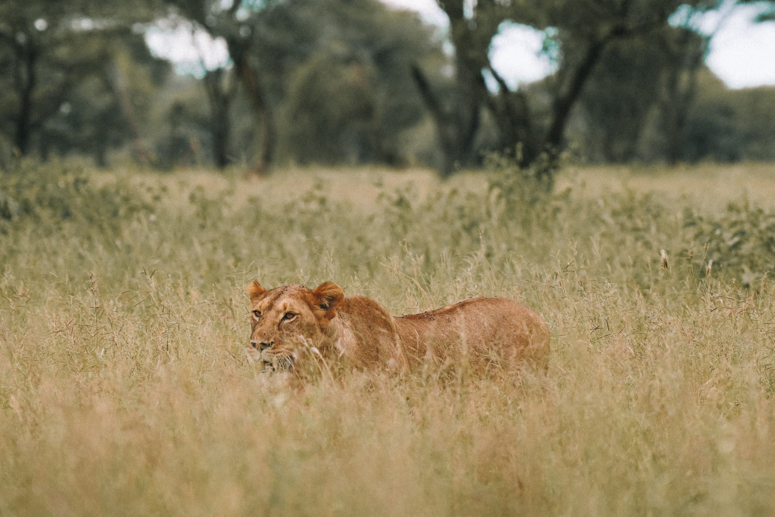 A lion in the savannah grass
