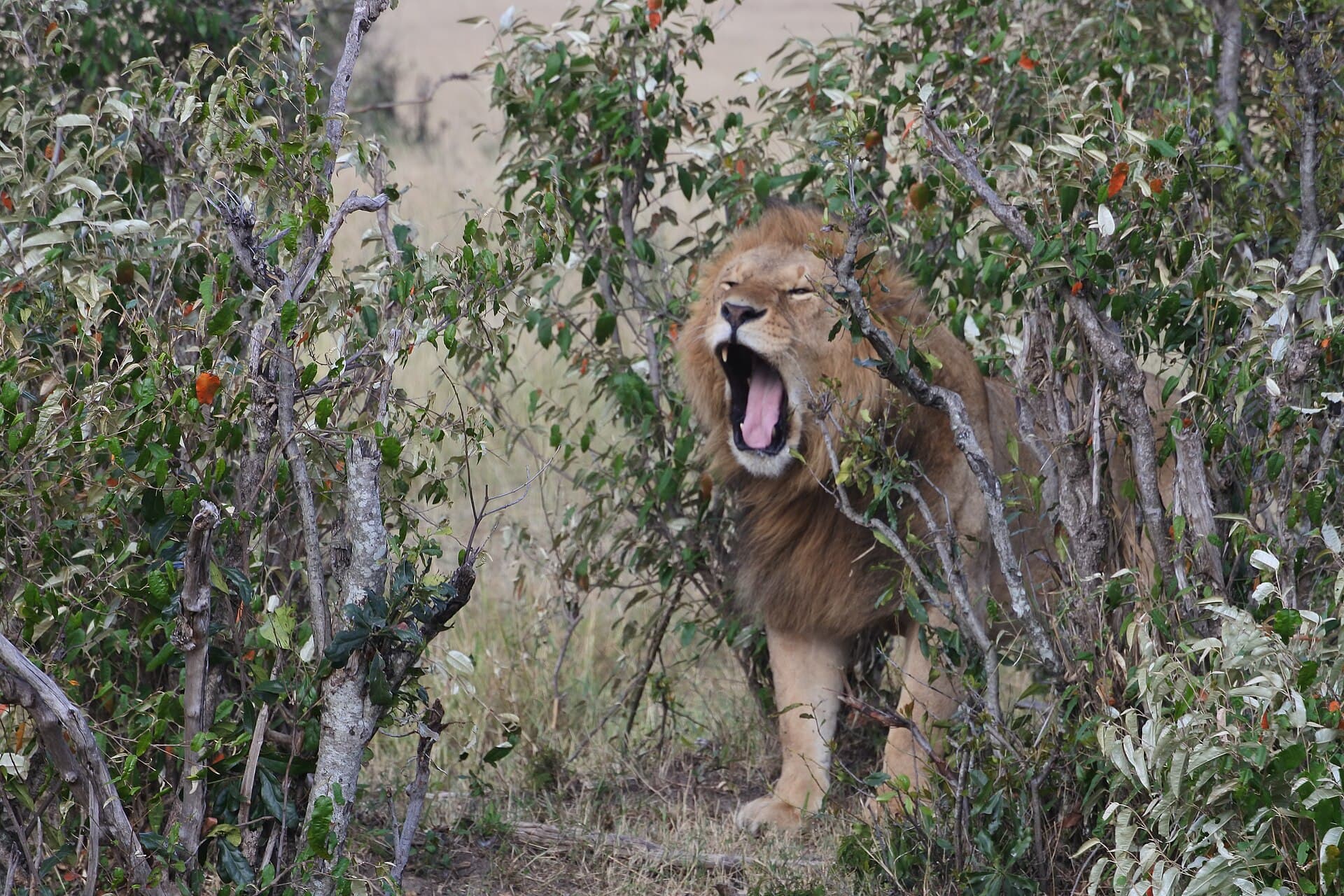 Nairobi national Park