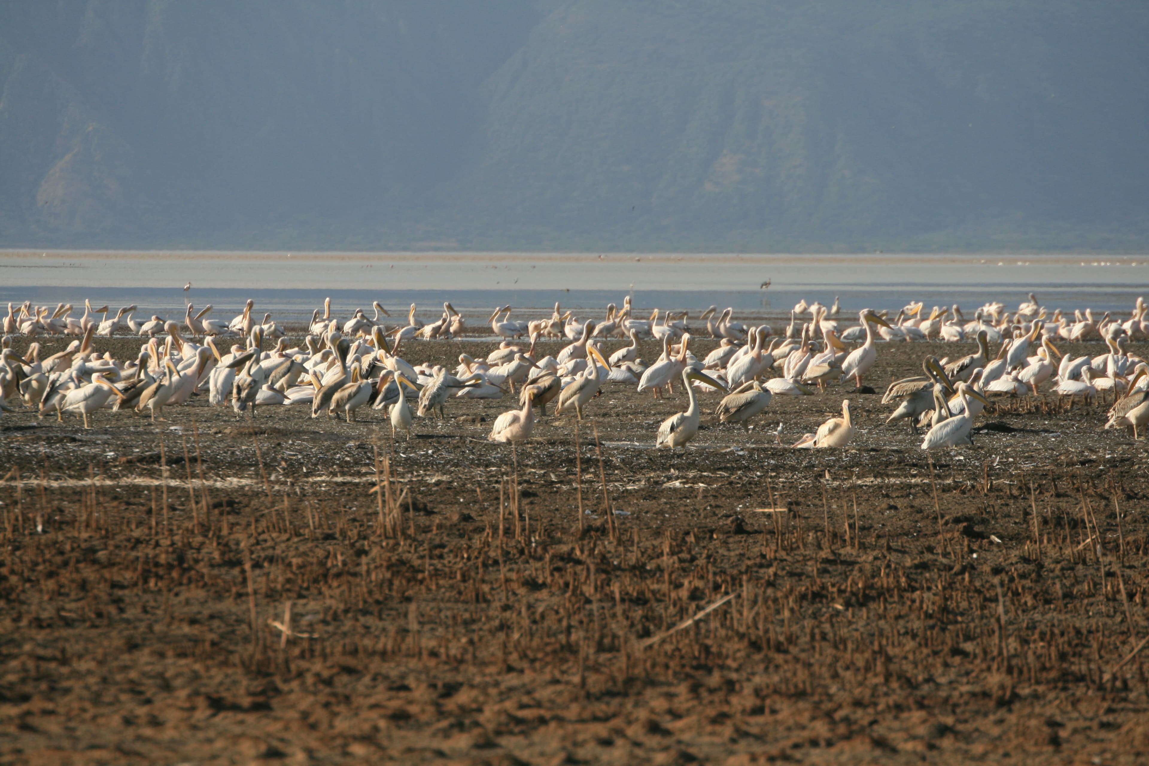 Lake Eyasi