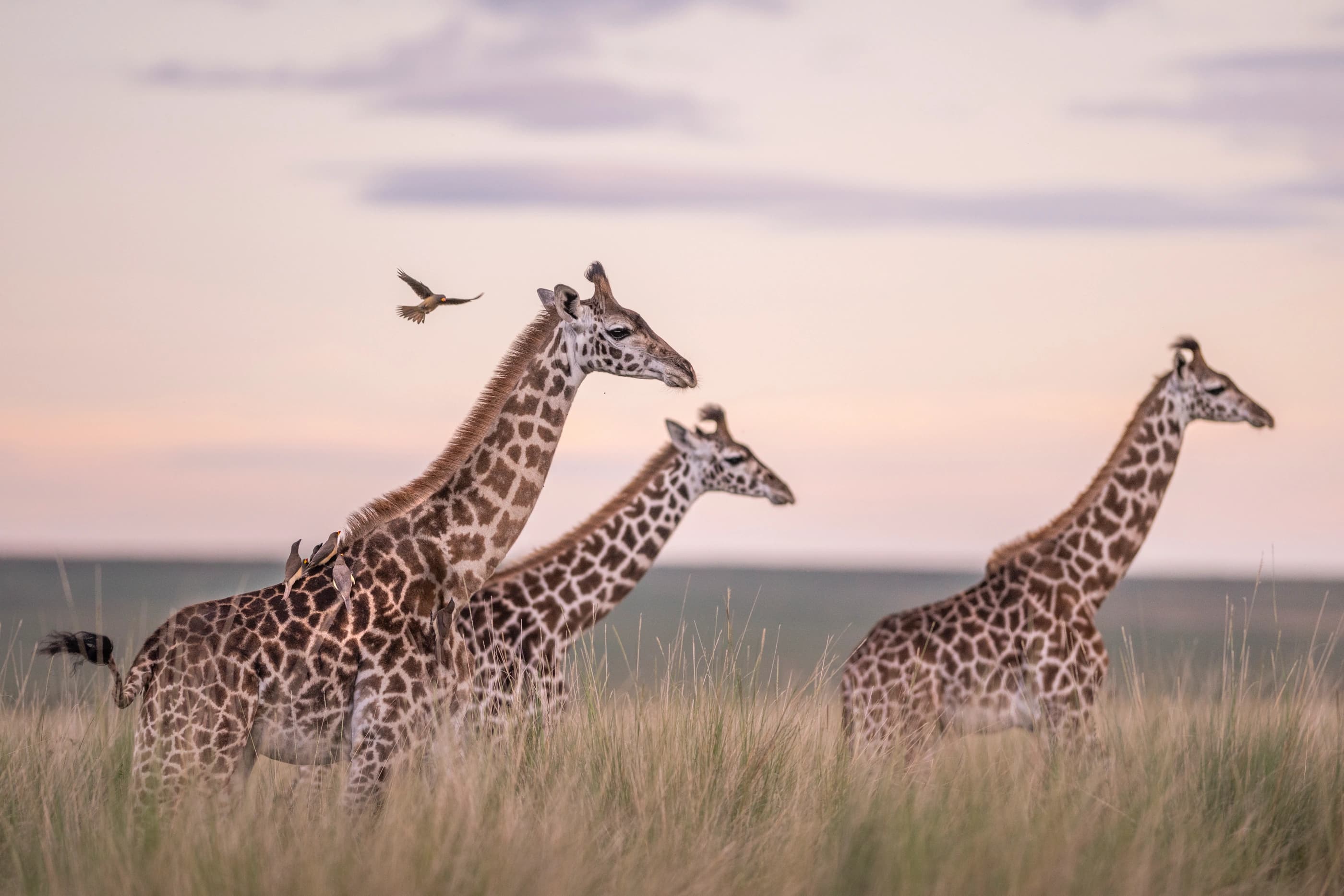 Little Governors' Camp (Wilderness Mara)