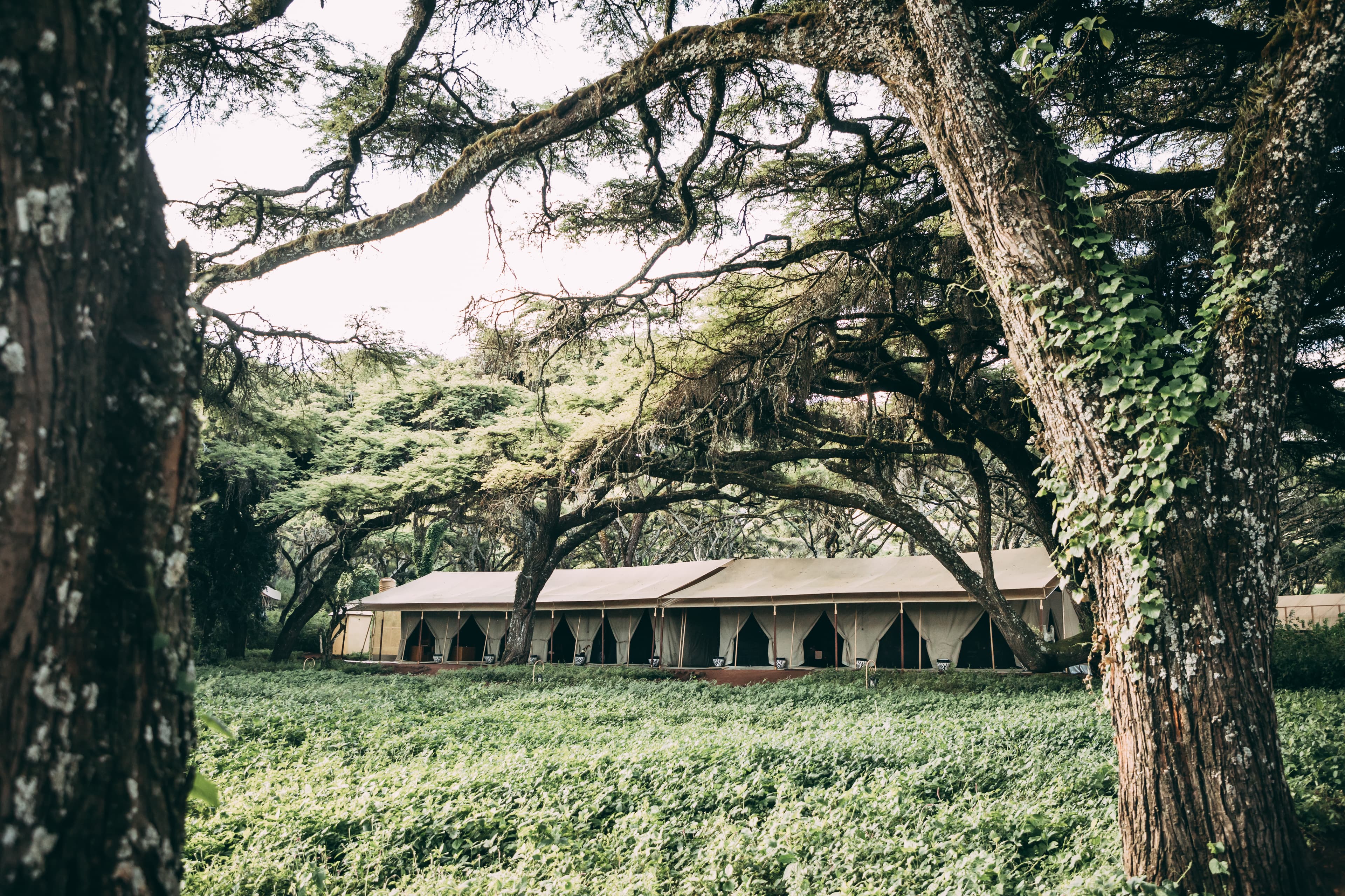 Ngorongoro Tortilis Camp