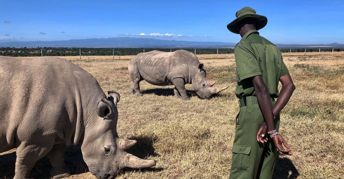 Loisaba Conservancy
