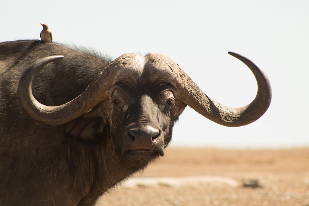 Loisaba Conservancy