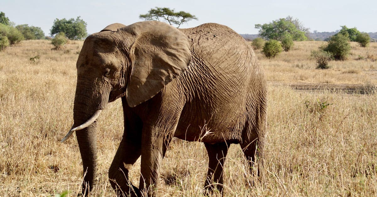 Tarangire National Park