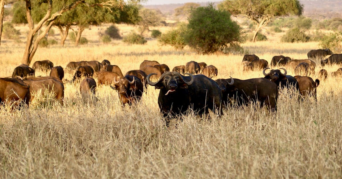 Tarangire National Park