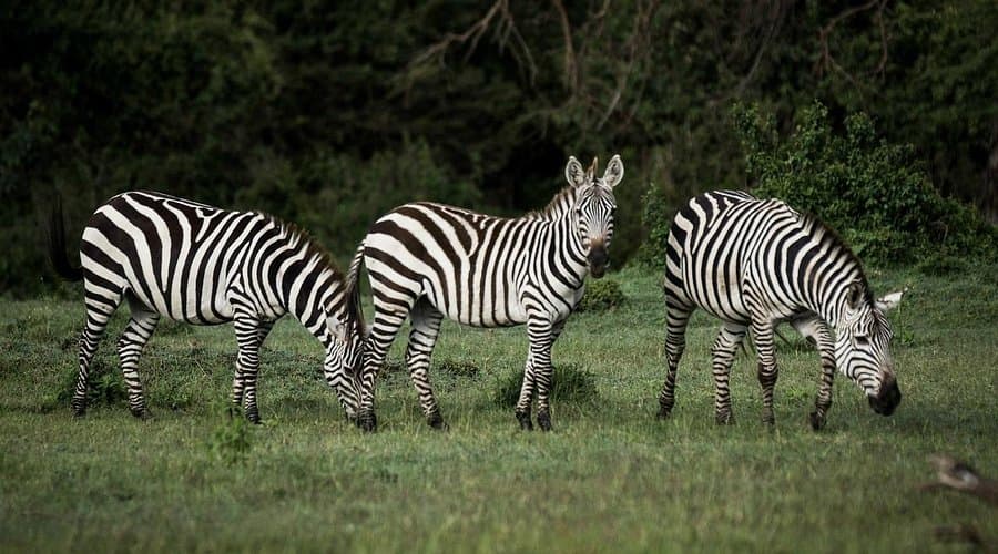 Ol Kinyei Conservancy