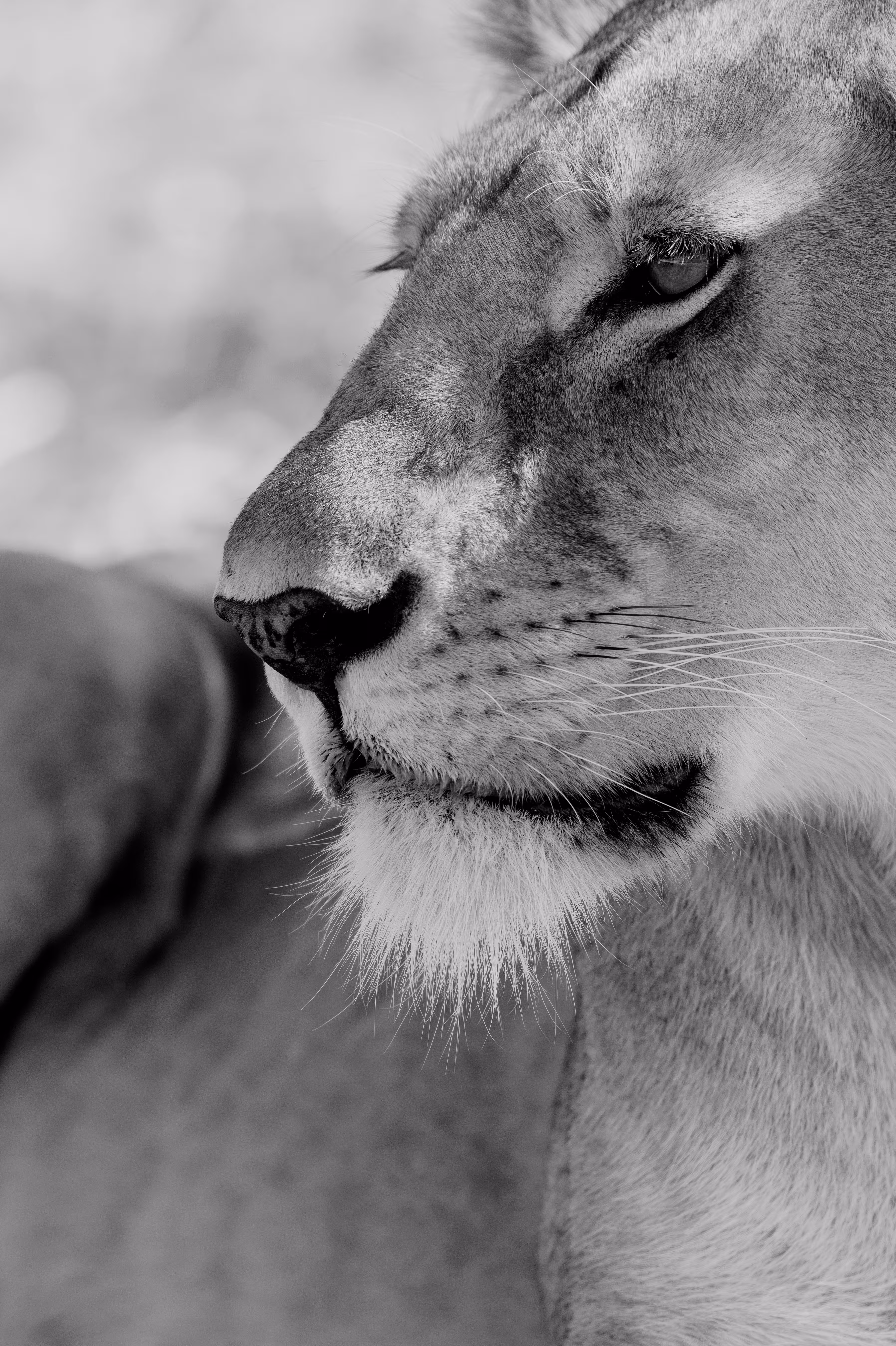 Melia Serengeti Lodge