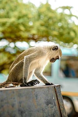 Saadani National Park