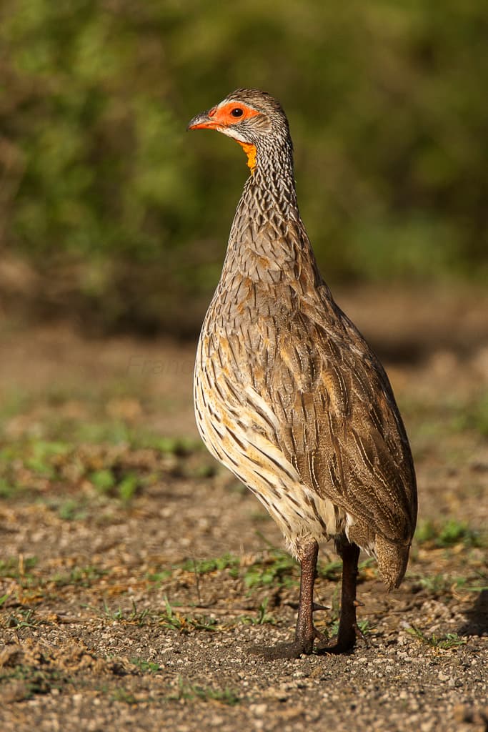 Ndutu