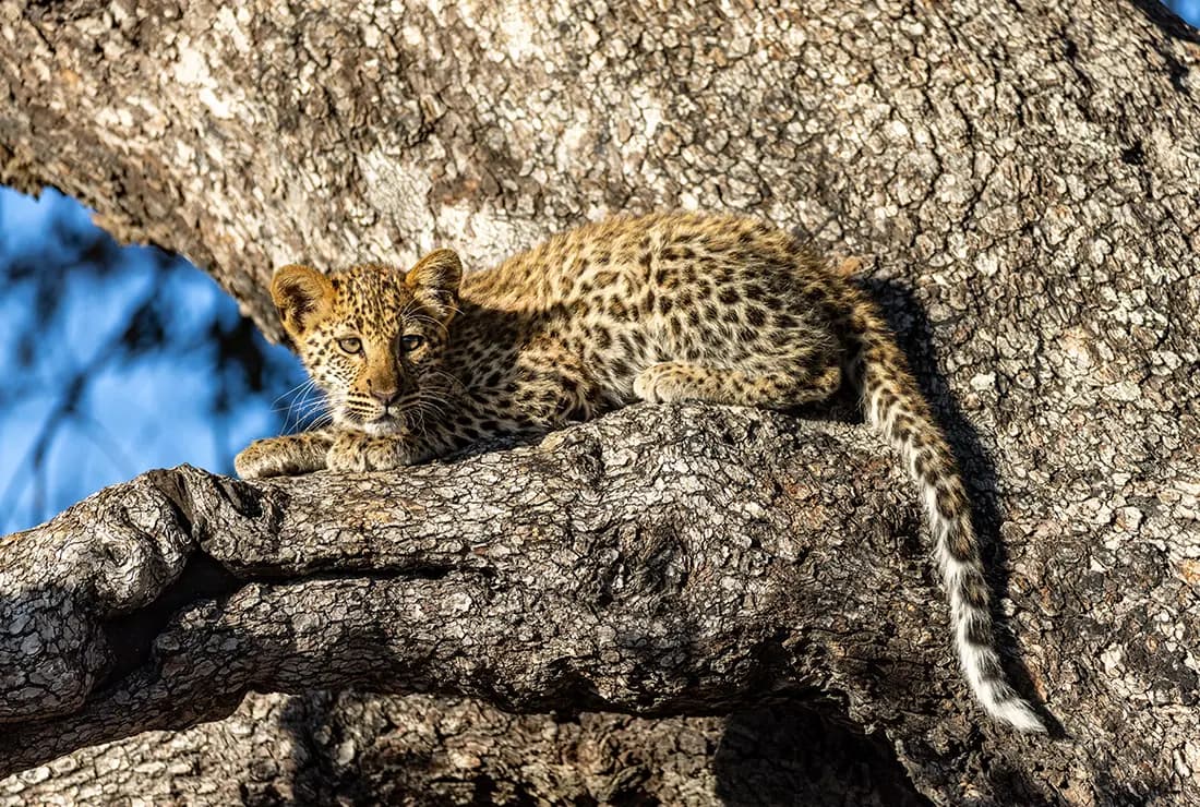 North Island Okavango