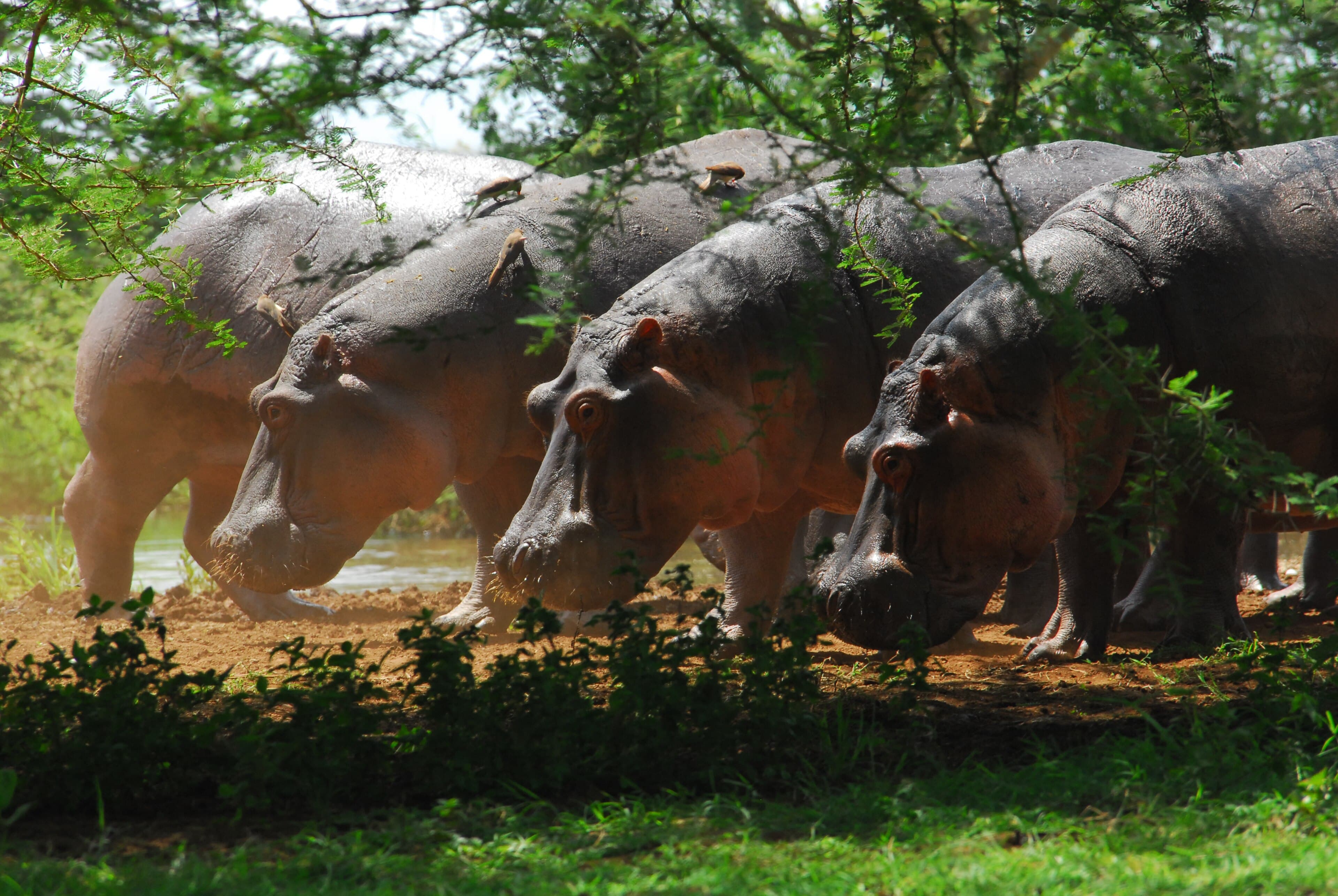 Lake Manyara national Park