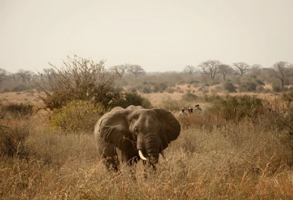 Charlie, Ruaha