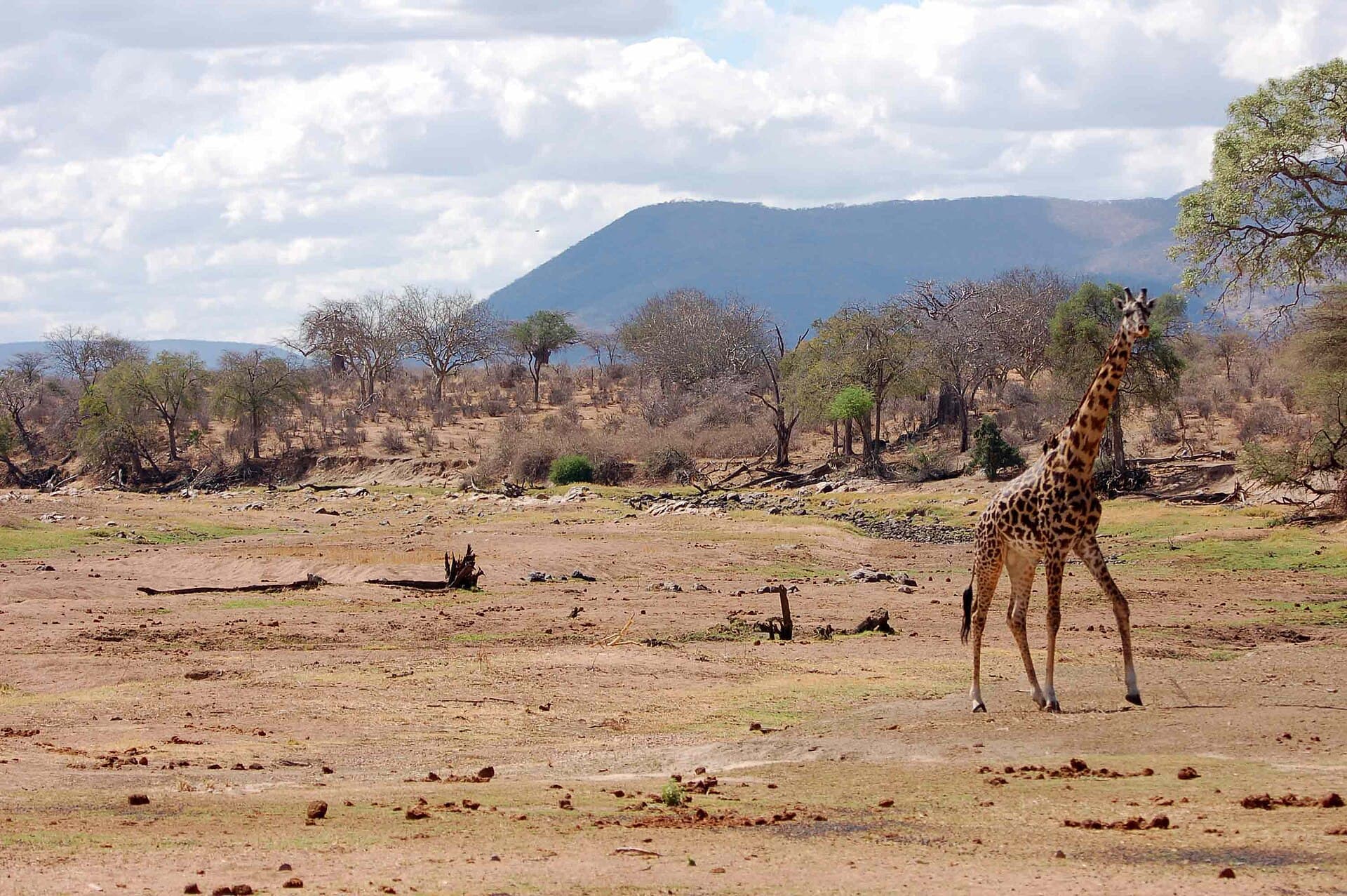 Ruaha National Park