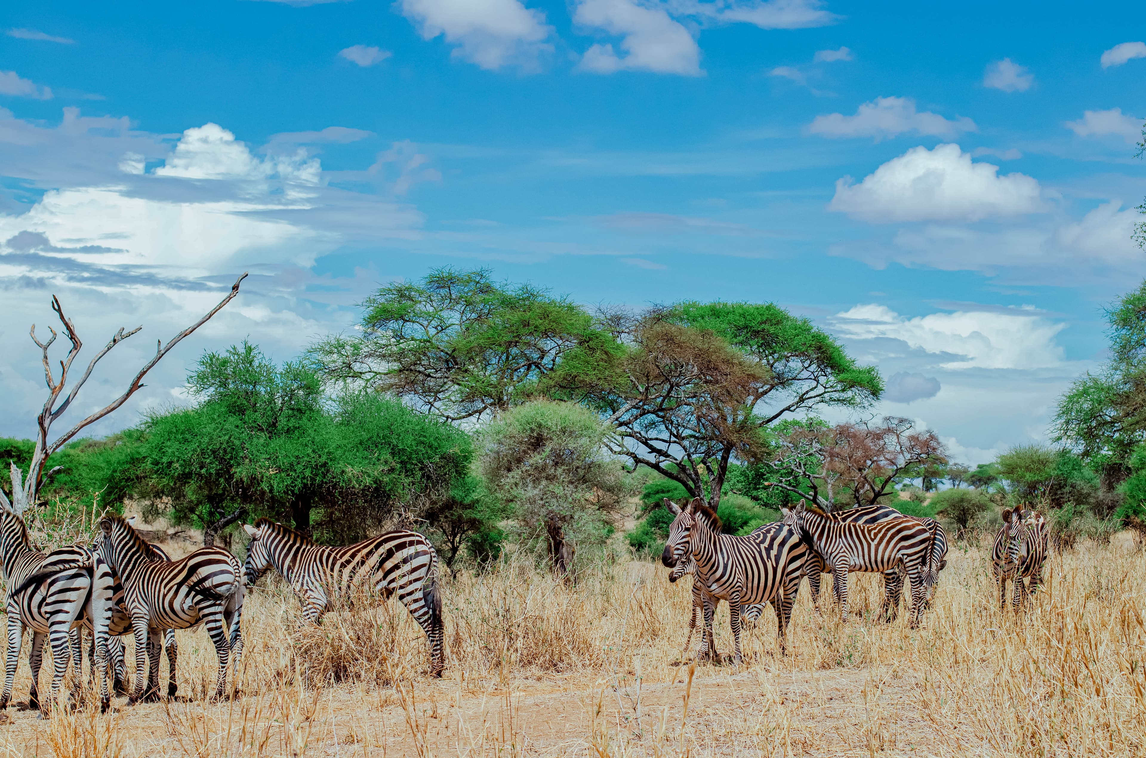Burunge Wildlife Management Area