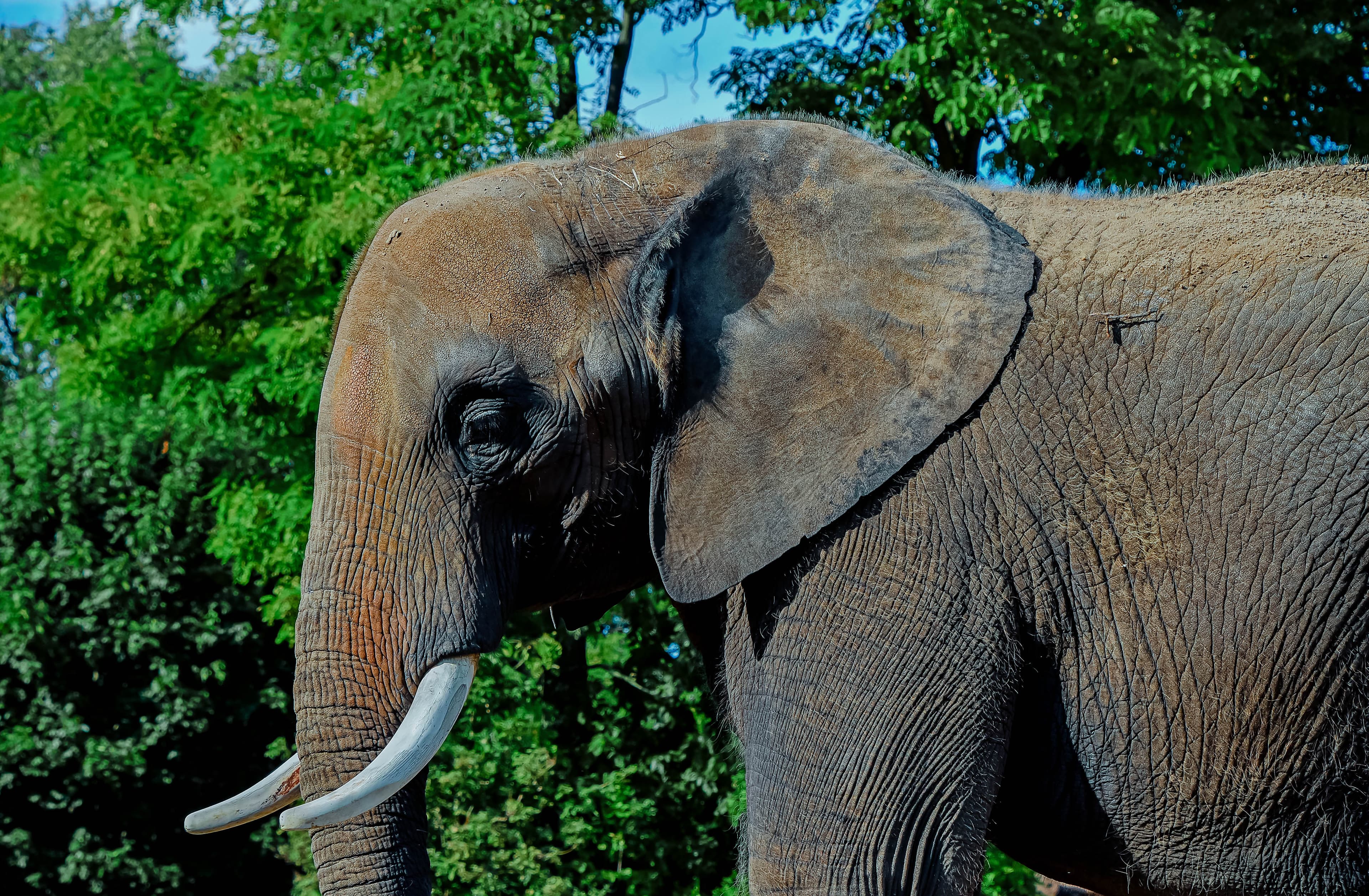 Elephant herd in Burunge Wildlife Management Area