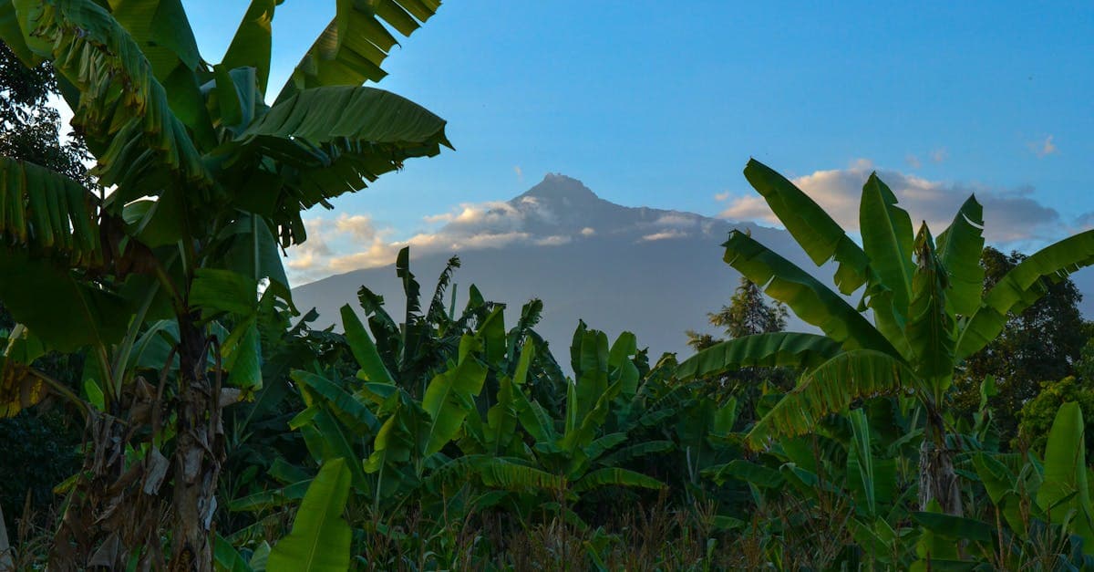Arusha