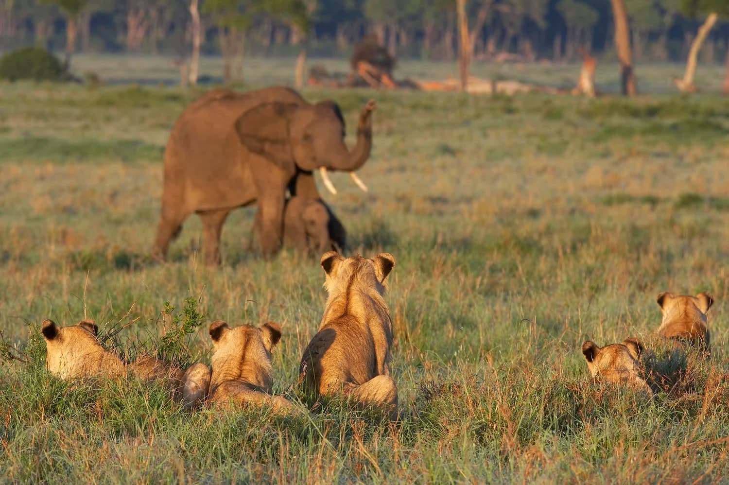 Mara Triangle