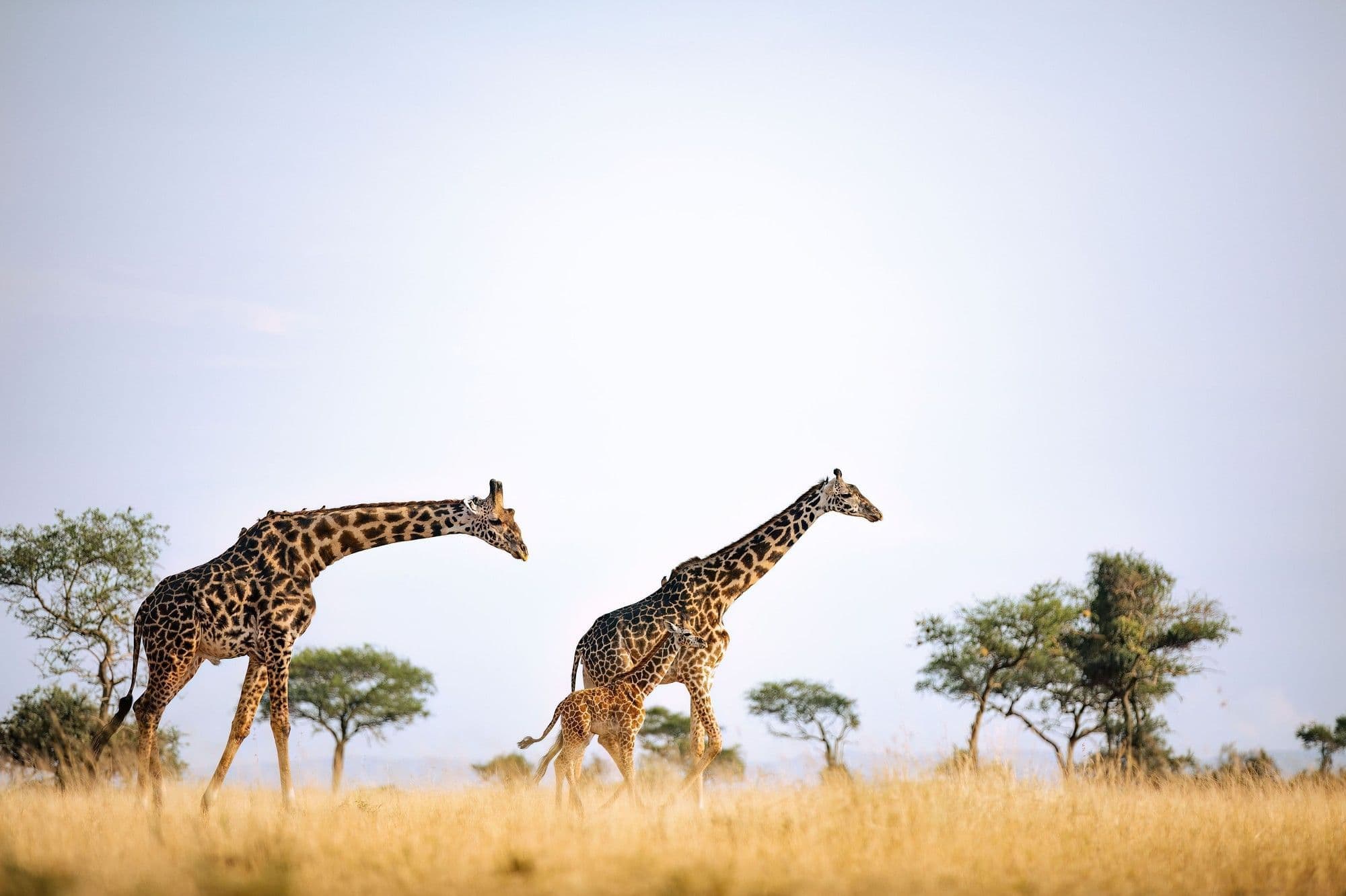 Kirawira Serena Camp