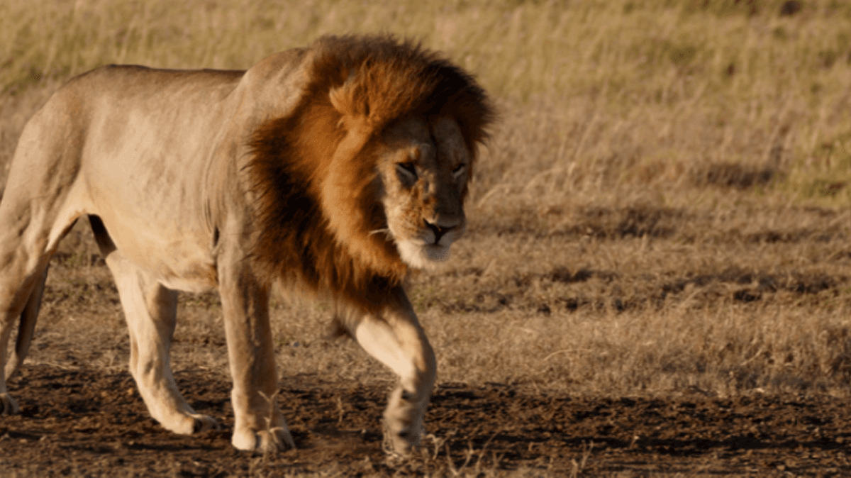 Qwabi Private Game Reserve